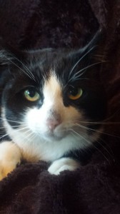 Bandit 2