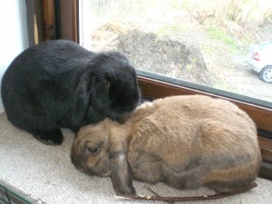 Ella og Ellis