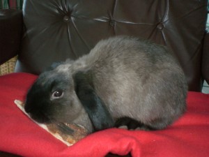 TICO