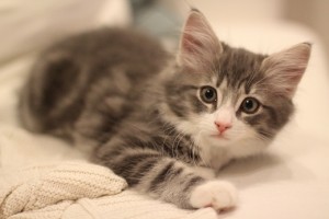 Kattunge13