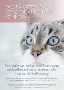 katter-i-kulda (3)