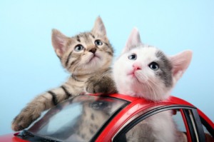 kittens-in-car