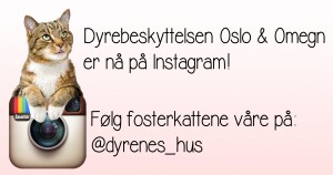 Instagram - Kopi