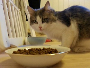 Bærums Verk katten