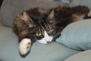 DSC_8651