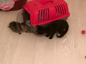 Kattunger på nye eventyr