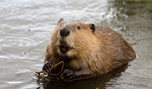 bever-shutterstock-630