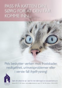 katt-i-kulde-web (5)