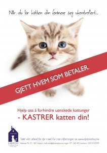 flyers_kastrering-web (2)