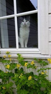 10931426_10155555582270366_3909488529928725155_n