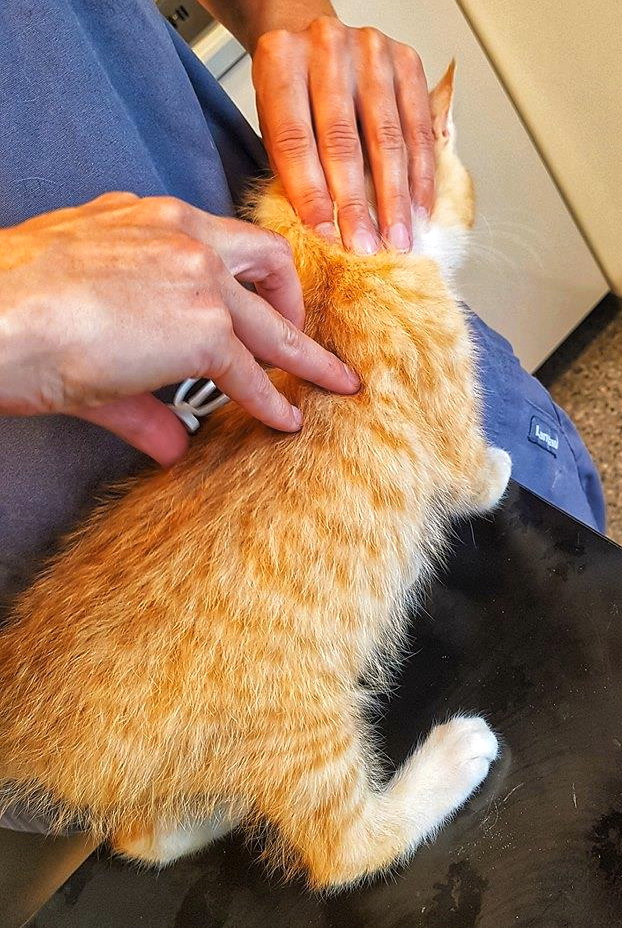 Microchipping av en katt