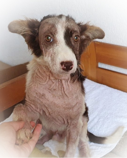 Hunden Emil sitter i en seng og har høyre labb i en menneskehånd. Han ser litt redd ut og har ørene ned og ut til siden. Han har brune ører og brun pels rundt øynene. Snuten  er brun med hvit pels rundt som går opp mellom øynene. Store brune øyne ser på deg og han ser engstelig ut.
Resten av kroppen har veldig lite pels. Du ser bare skrukkete hud.