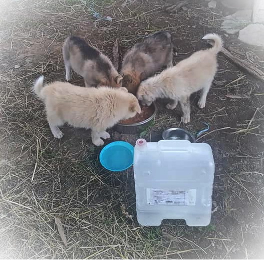 4 valper er samlet rund en stor matskål fylt til randen med mat. De står kranset rund skålen og alle har hodet ned i maten- Foran valpene står to fylte vannskåler og en stor hvit vanndunk. De står på bakken og det er mye tørket gress på bakken.  De to nærmeste valpene er beige og de to bakerste er beige og sorte. De har halvlangt hår og ser velfødd ut.