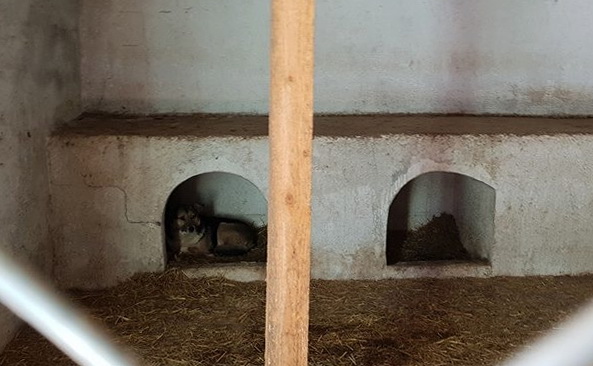 Bildet fra et rom i shelteret. Det er et hvitt mur rom med tå små lave murbåser i enden av rommet. Det er lave åpninger med buet topp. I i det venstre lille rommet, ligger det en brun og hvit hund og ser ut.