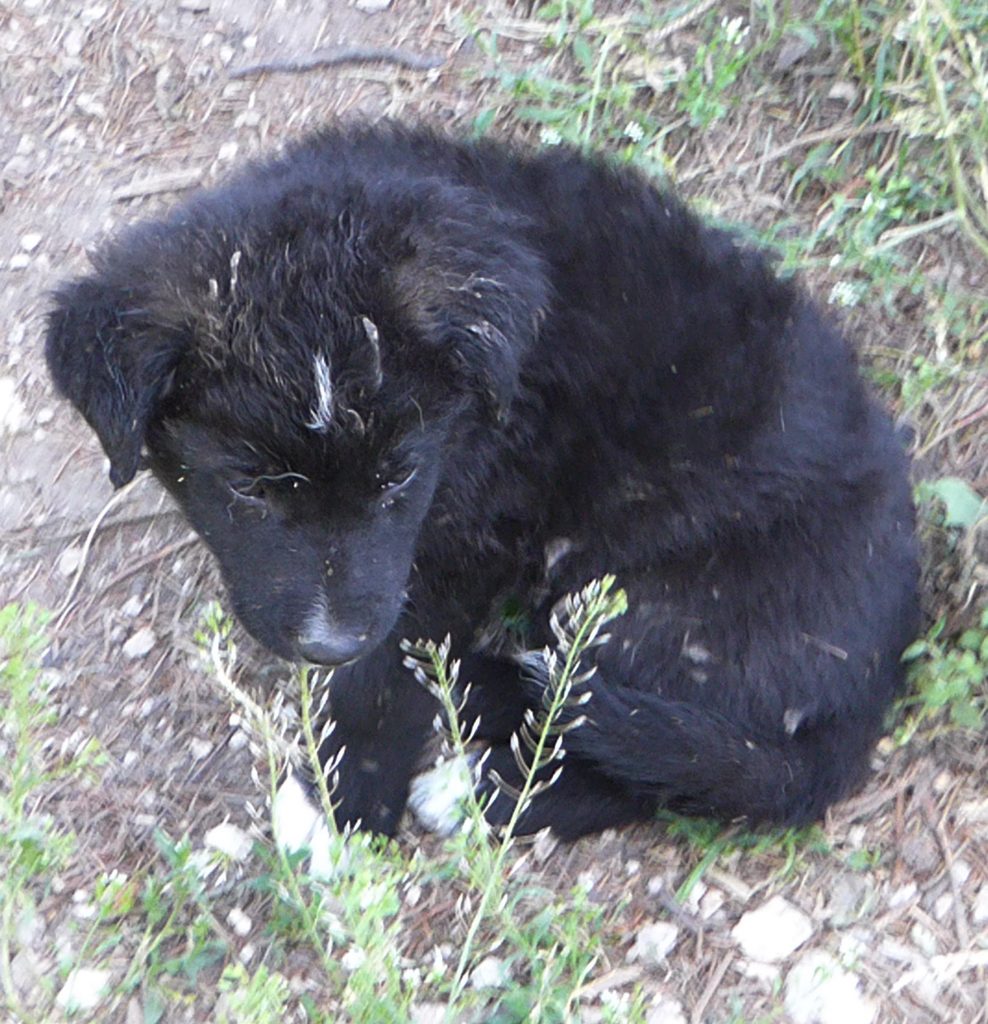 En liten sort valp sitter på bakken blant ugress. Valpen er litt  trukket sammen med halen rundt seg til venstre. Valpen er sort og har halvlangt hår. Ørene henger ned foran og den ser ned og til høyre.