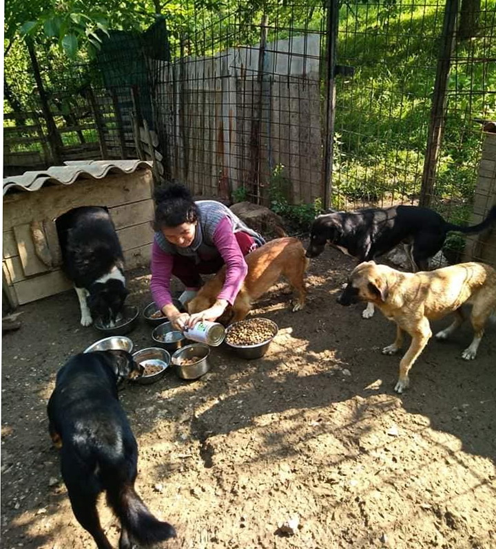 Du ser en innhengning med stormasket metallgitter, Bak gitteret er det en gresskledd skråning som har delvis sol og skygge . Inne i innhengningen er det ett  hvitt hundehus av tre med bølgetak. En sort og hvit hund har halve kroppen ut av åpningen på hundehuset og spiser fra en nesten tom metallskål, Til høyre for hunden sitter en kvinne med sort hår på huk og deler ut mat i 7 metallboller. Hun har rosa langarmet genser med grå strikket vest. Hun holder en stor boks i hendene. 4 andre hunder spiser og nærmer seg skålene med mat. 3 av hundene ser ut til å være sky, med ørene ned og bakover.