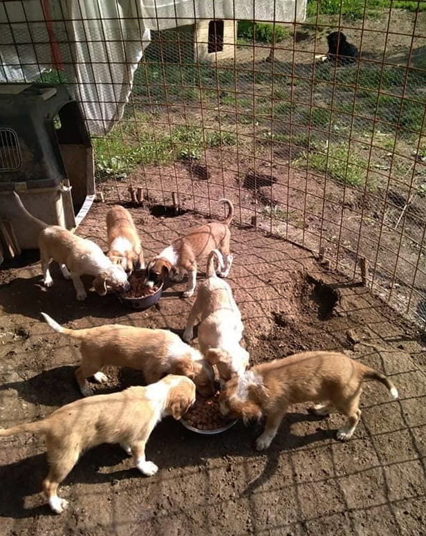 Du ser en innhegning laget av stormasket armeringsjern og hønsenetting. Utenfor innhengningen litt i bakgrunnen er det gressplen, et hundehus og skyggen av en sort hund som ser mot hundene i forgrunnen. Et hvitt laken og et hvitt stort håndkle henger på gjerdet og gir valpene litt skygge. Det er et veldig stort bur inne i innhegningen og foran buret er det tre hvite og lysebrune valper samlet med snuten ned i en matskål av metall. Helt foran i bildet er det fire valper i ring rund en annen matskål full av mat. Et par steder langs gjerdet kan du se at hundene har gravd hull.