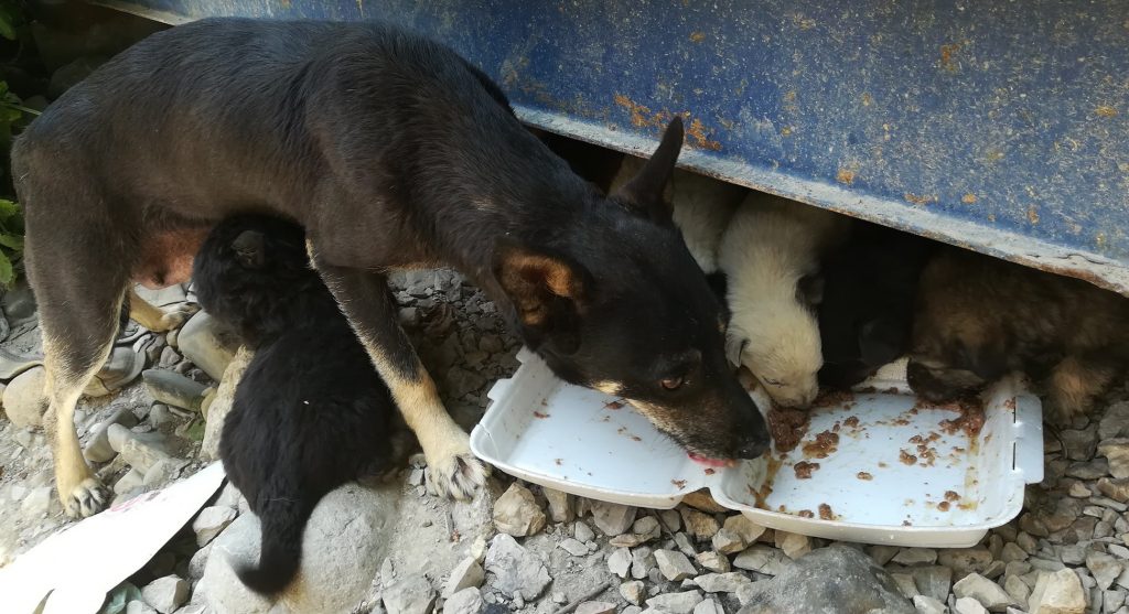 En sort voksen hund med beige labber står i en steinrøys og strekker seg mot en isoporbeholder med mat i. Bak hunden ser du litt av en blå container. Mellom bena på hunden og under kontaineren kan du skimte 5 hundevalper som også spiser av maten.
