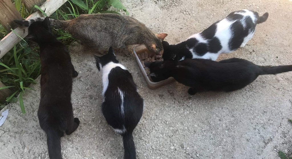 5 katter ses ovenifra og spiser fra en rektangulær plastbolle som er fylt med mat. Det er to sorte katter, en tigerstripet og to som er sorte og hvite.