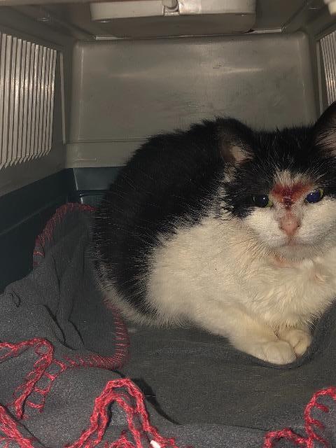 Katten Ulla sitter på et grått fleeceteppe med rød søm på kantene inne i et grått transportbur. Hun har trukket seg sammen til en ball og ser redd ut. Hun er hvit på forkroppen og i ansiktet og er sort på toppen av hodet og bakkroppen. På nesen har hun et blodig sår som går opp til over øynene. Hun har gule øyne og store pupiller som tyder på at hun er redd og stresset.