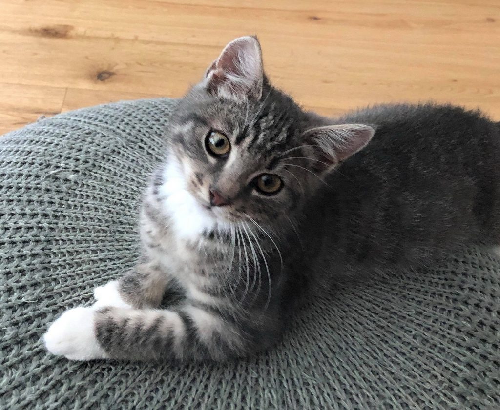 Aprikos ligger på en grå puff  Han har hodet på skakke  og labbene foran seg.Han er tigerstipet med hvitt bryst og hvite poter