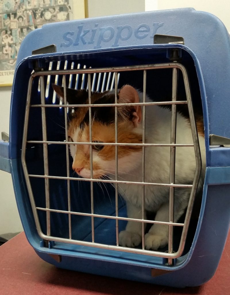 En katt i et transportbur.