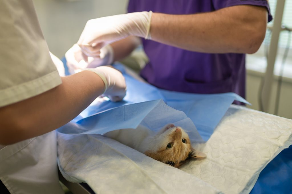 En katt på operasjonsbordet