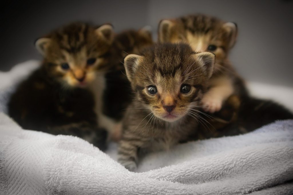 Fire små tabby kattunger i et håndkle-