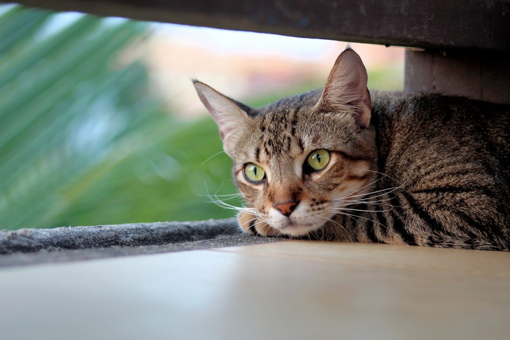 Bilde av en tigerstripet katt  som ligger med hodet på potene.