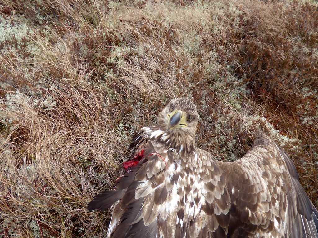 Bildet viser en ørn som står på gult gress på bakken. Venstre vinge er borte og det er blod der vingen er revet vekk av vindturbinene. Ørnen har hodet vendt mot kameraet og høyre vingen er foldet ut.