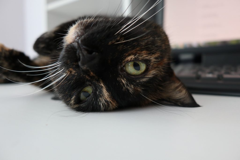 En katt ligger opp ned på gulvet, nærbilde av hode til katten som er opp ned og ser rett i kameraet med grønne øyne og fine hvite værhår. Katten er en mørk tricolor.