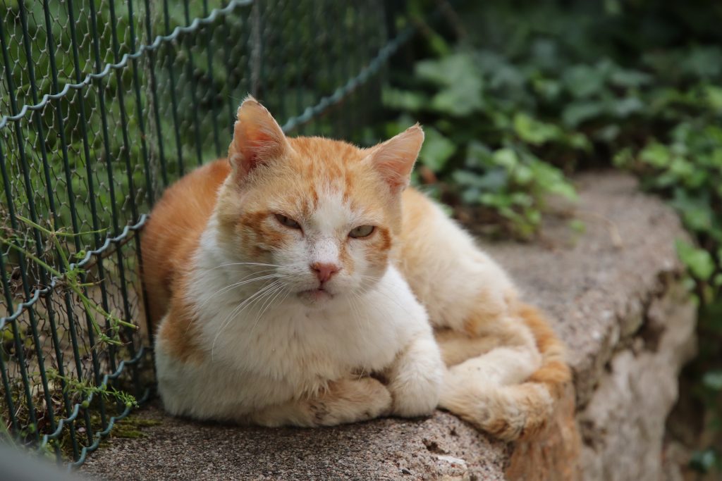 En rød og hvit katt ligger på kanten av en mur. Bak katten er det et grønt gittergjerde. slik som brukes i hager. Katten ser mot kameraet og har halvlukkede øyne. Den har rufsete ører og bærer preg av å ha levd et langt liv og hatt noen slosskamper.