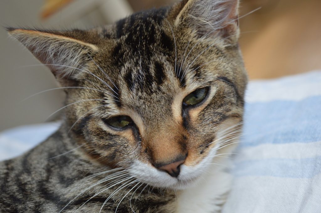 Bilde av hodet til en tigerstripet katt. Men hodet på skrå og blikket ned.