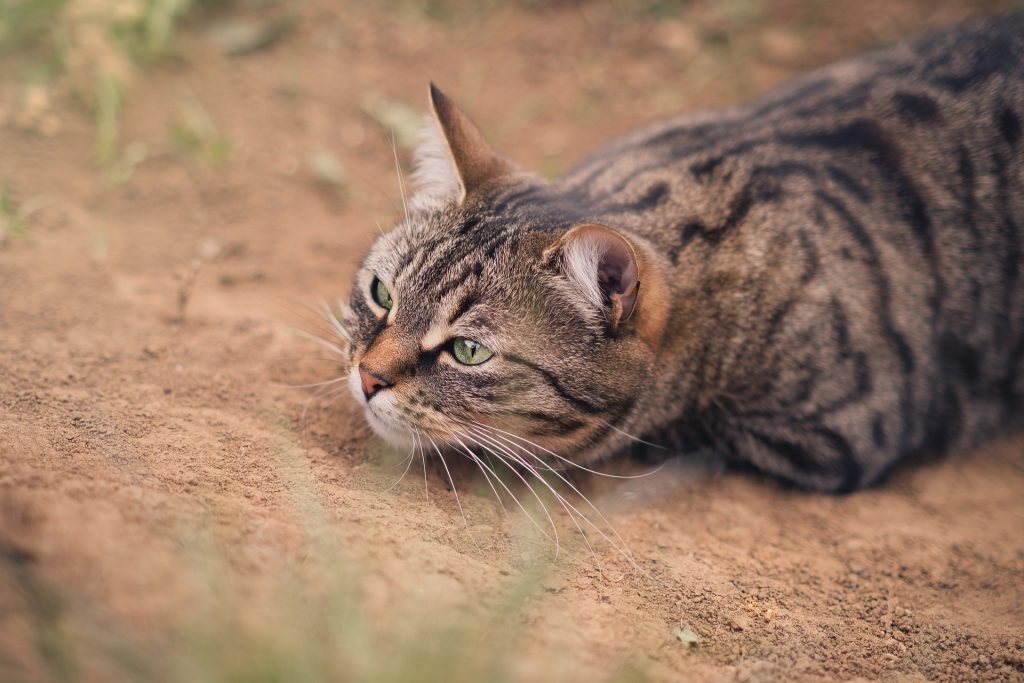 En tigerkatt ligger på marken i jaktposisjon, med hodet ned og ørene frem.