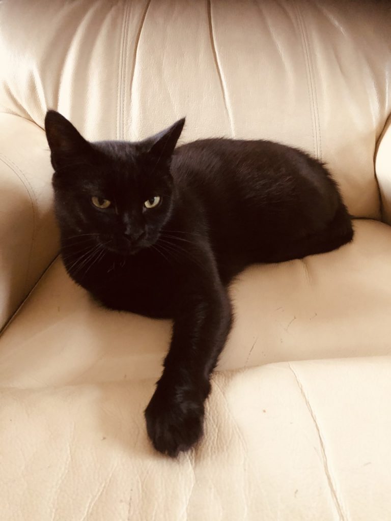 Bellatrix på en kremfarget skinnstol