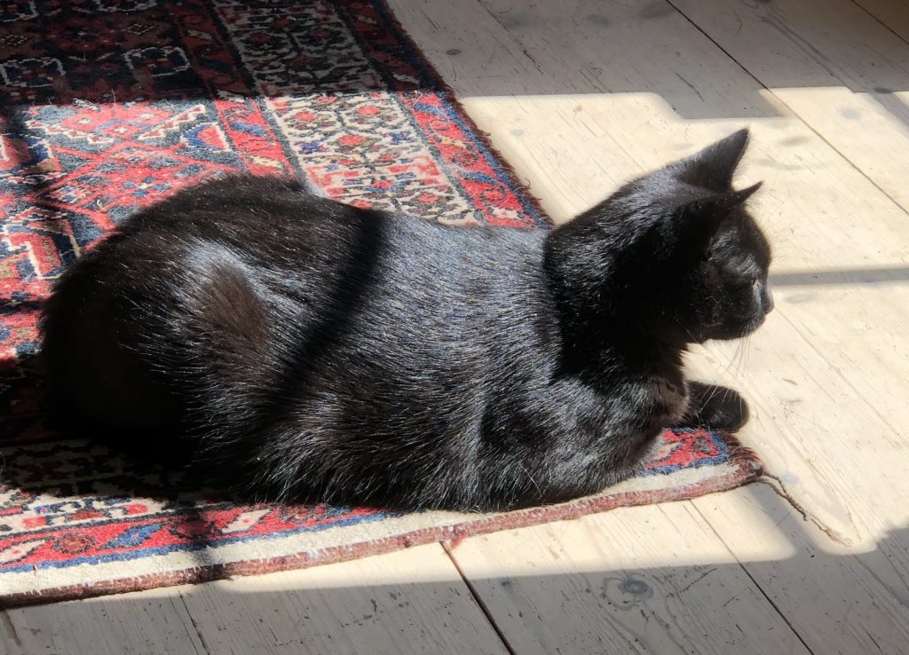 Bellatrix ligger i en solflekk på et tregulv.