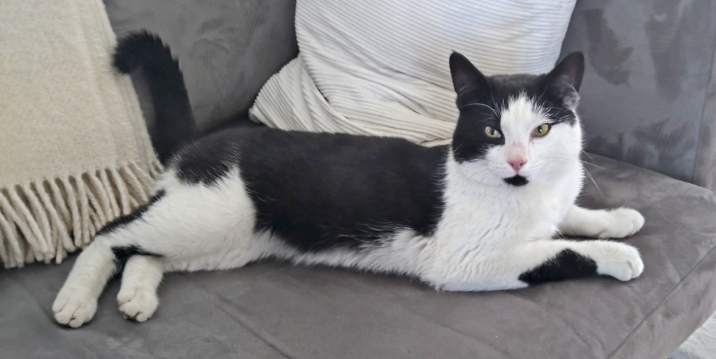 Clyde ligger på en grå sofa med et 
 offwhite ullpledd  med frynser over den ene ryggputen og med en hvit pute bak seg. han ser mot kameraet. Han er hvit på buken, labbene  og under øynene, ellers har han sort pels på hale, rygg, ører, hodet og en sort flekk på underkjeven. Gule vakre øyne.