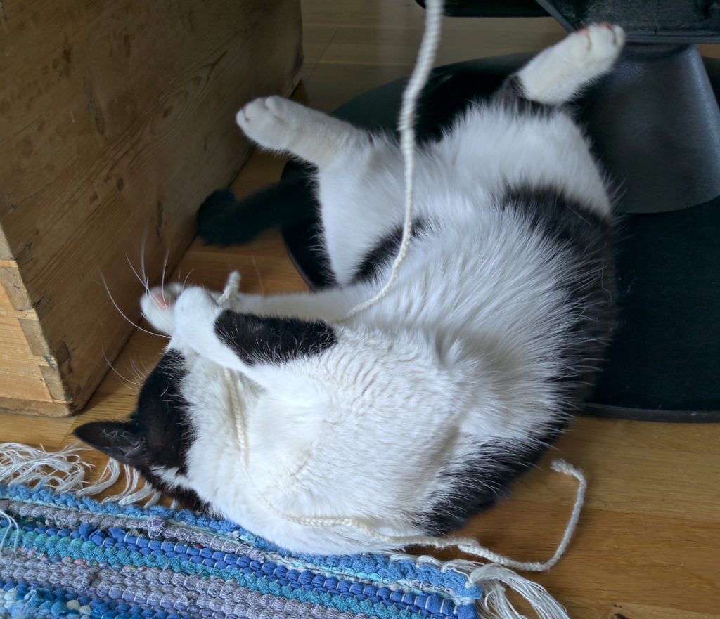 Clyde på ryggen lekende med en snor på en blåtonet fillerye.