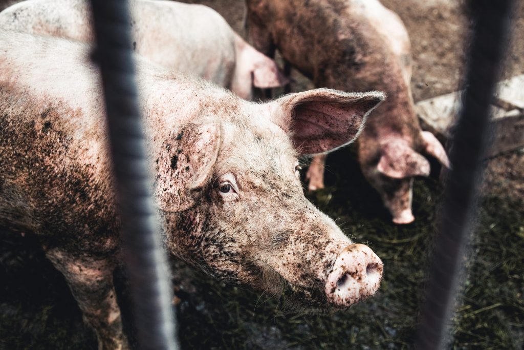 To skitne griser bak et gitter. De står på møkk.