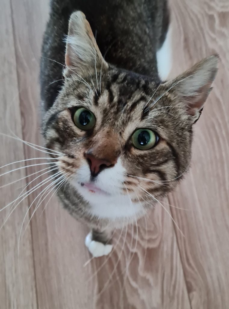 Lucas står på gulvet og ser opp med store øyne.