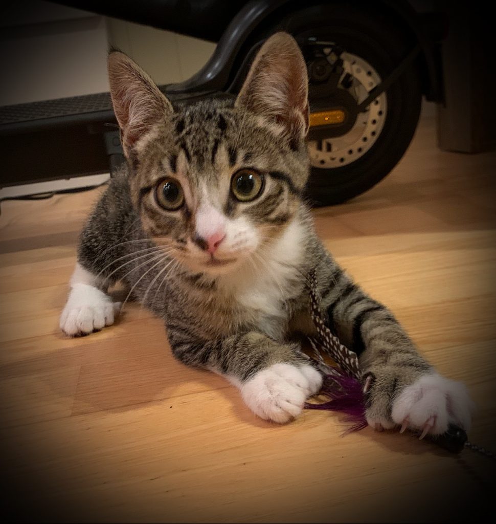 Søteste Xander ligger på gulvet med en fjærleke mellom forbena.