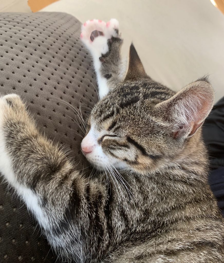 Xander sover på en grå pute.