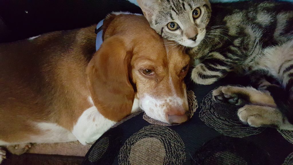 Hund og katt sover sammen på en sofa