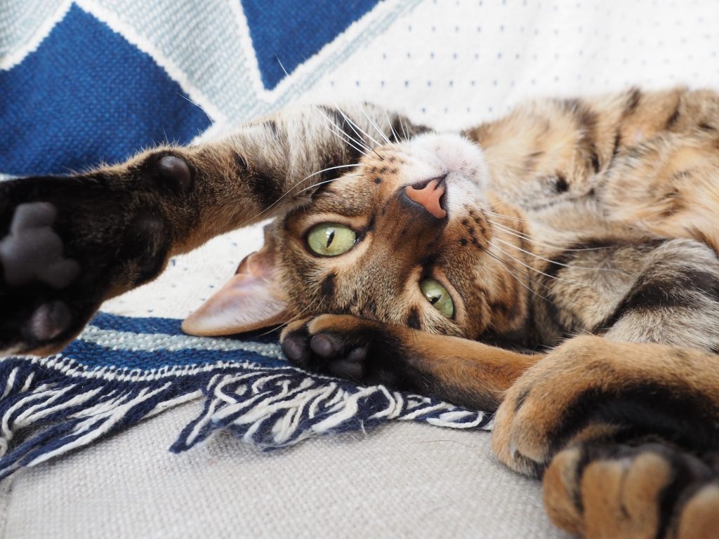 En tigerkatt ligger på ryggen og har labbene lekent strukket mot kamera.