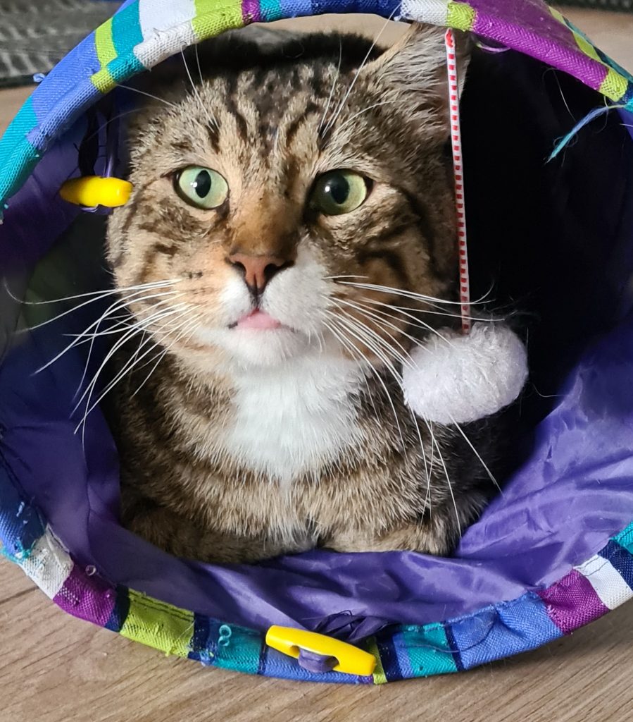 Lucas ligger i en blå kattetunnel og ser ut, En lekeball henger i en tråd fra leketunnelen.