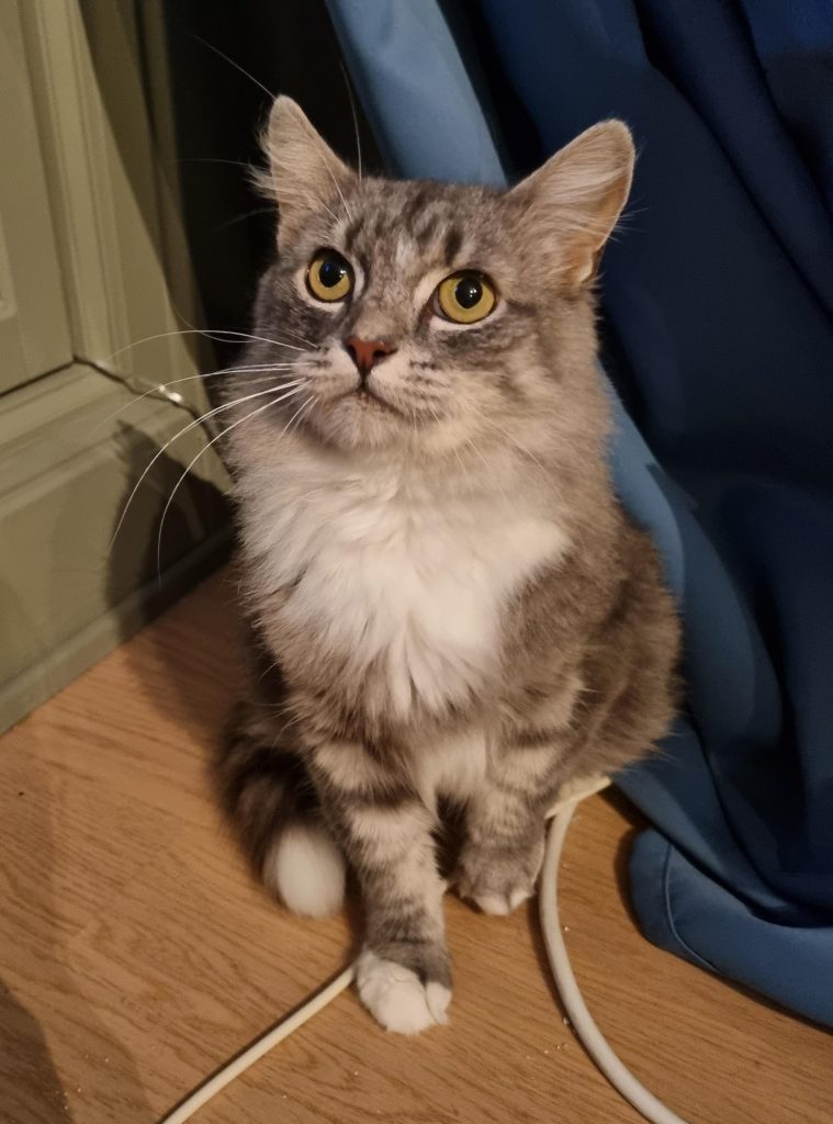 Koriander sitter på gulvet med venstre pote litt opp. Hun ser oppover.