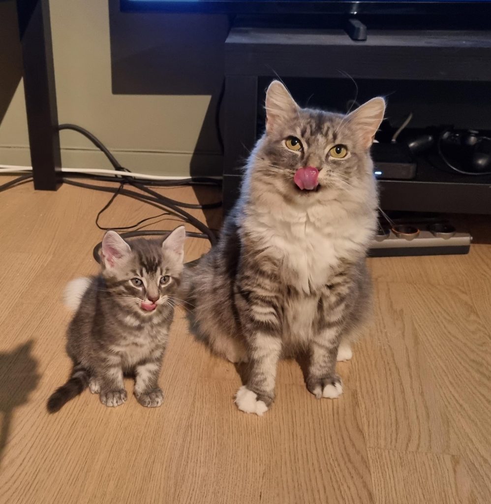 Koriander og en av kattungene sitter på gulvet. Begge sleiker seg om munnen.