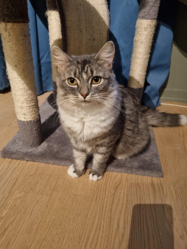 Koriander sitter på gulvet ved klorestativet sitt.