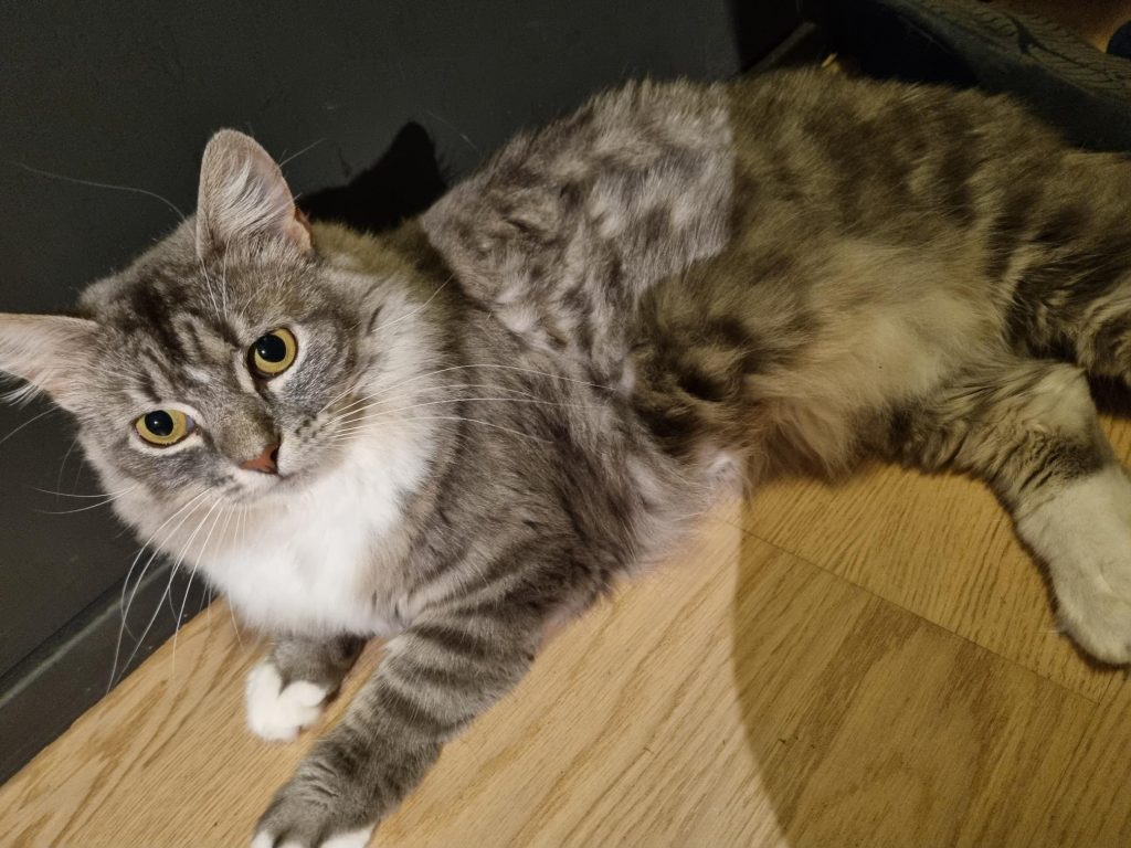 Koriander ligger på siden.