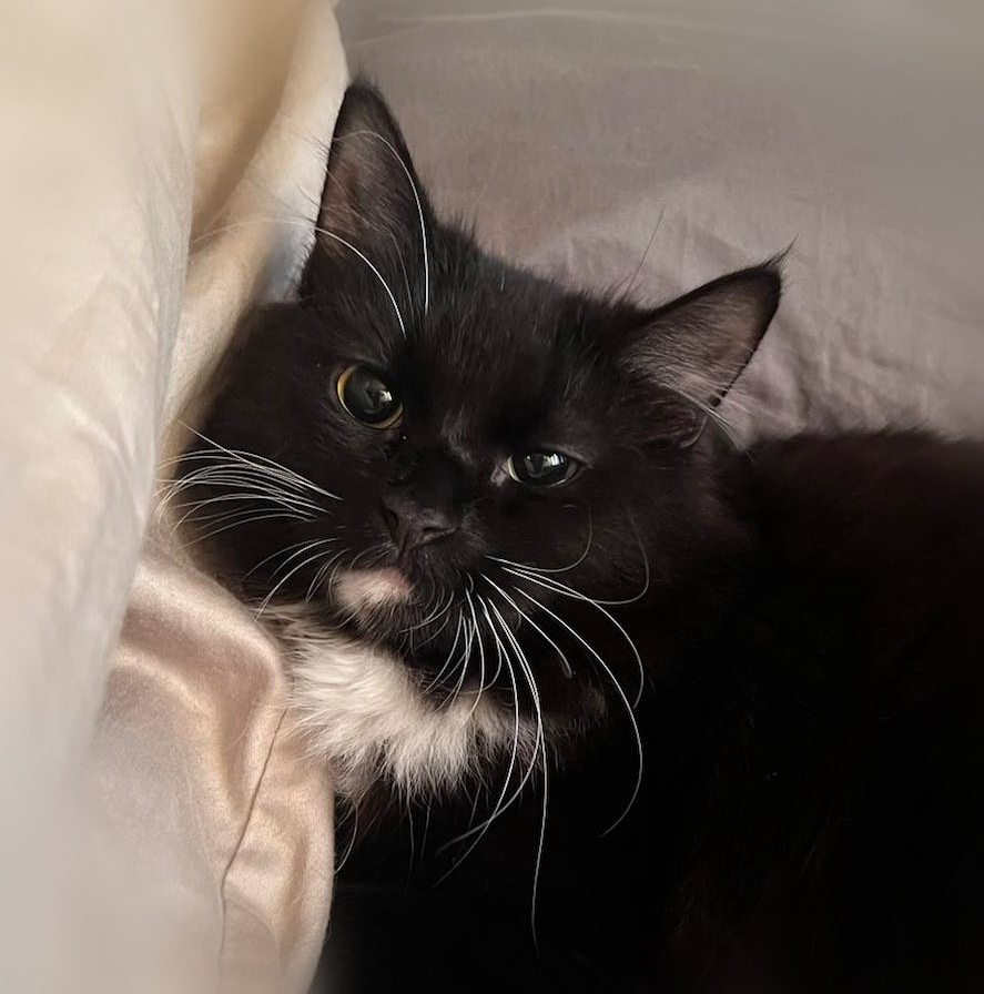 Ruff søvnig i sofaen